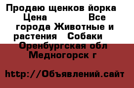 Продаю щенков йорка › Цена ­ 10 000 - Все города Животные и растения » Собаки   . Оренбургская обл.,Медногорск г.